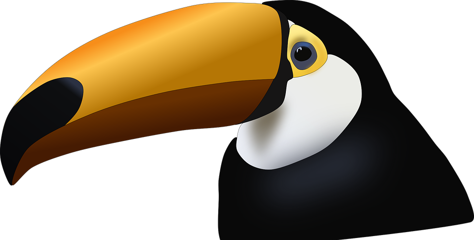 toucan, bird, tropical