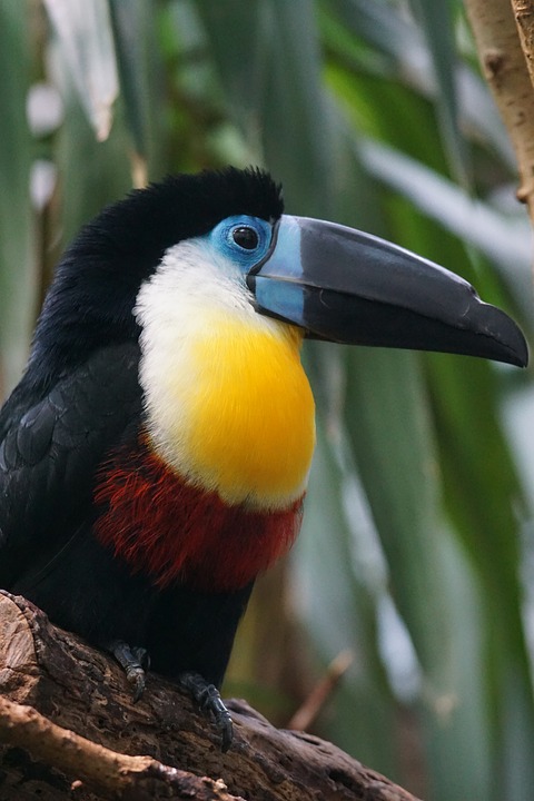 toucan, bird, animals