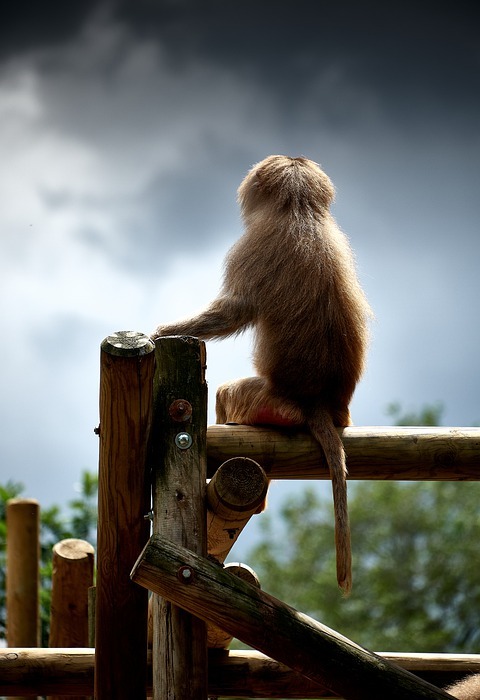baboon, clouds, thunderstorm