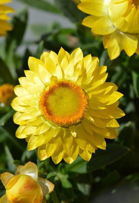yellow, flower, spring