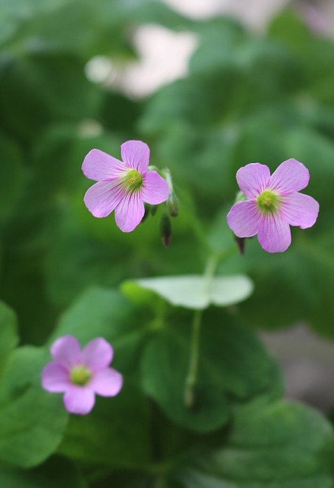 small flowers, spring, purple