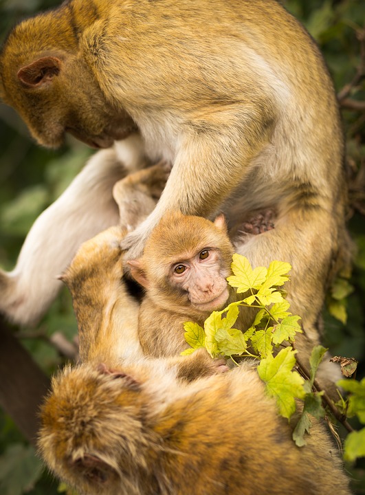 monkeys, primates, animals