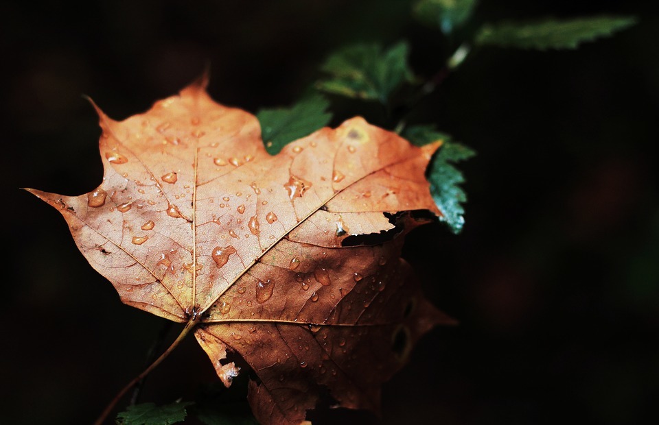 maple leaf, wet, rain