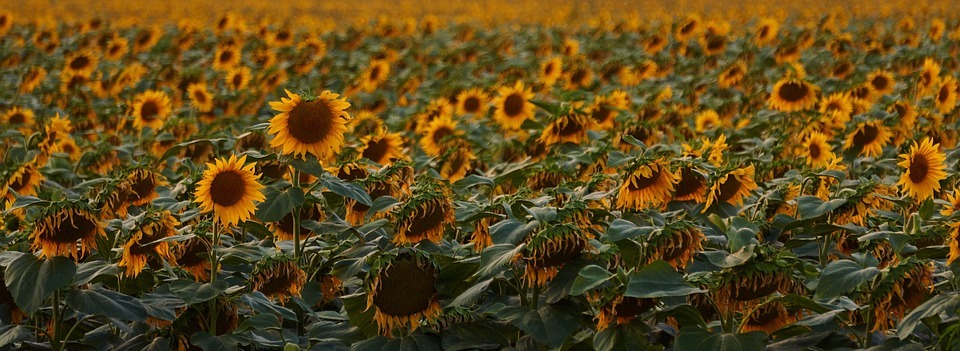 sunflowers, meadow, flowers