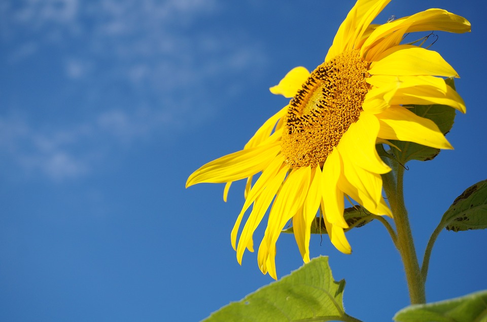 sunflower, sky, bees