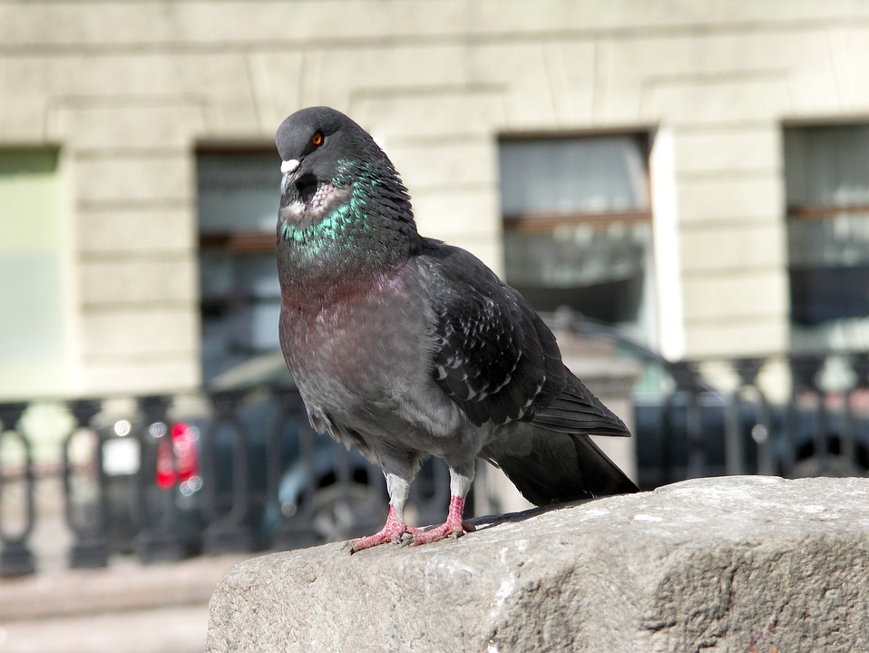 dove, the gray pigeon, pigeon on the parapet