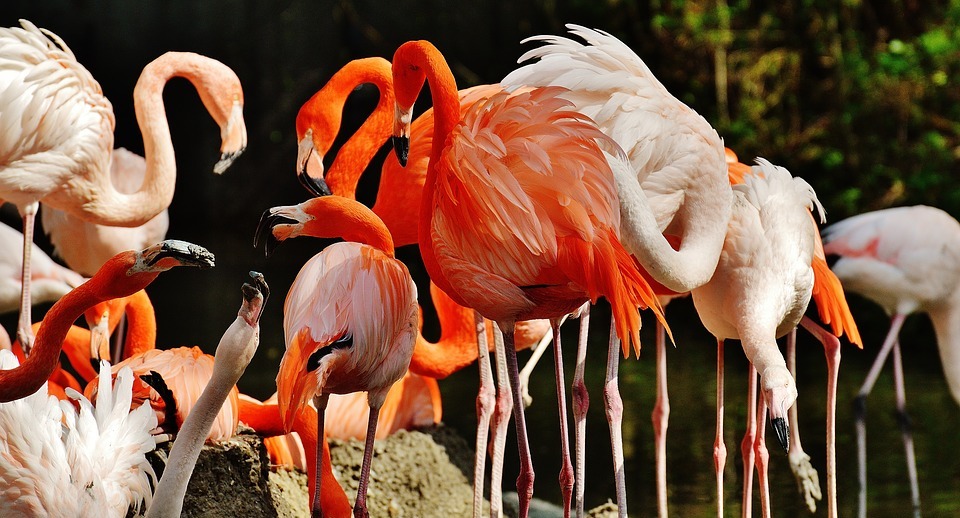 flamingos, birds, colorful
