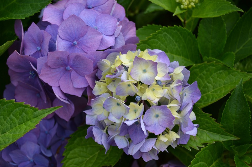 hydrangea, flower, violet