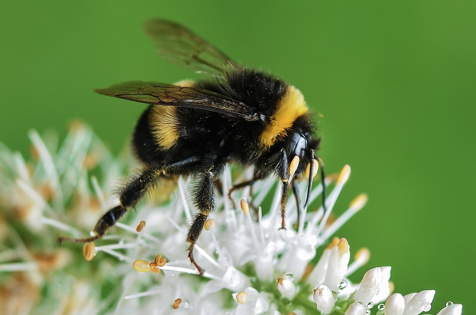 bee, bumblebee, flower