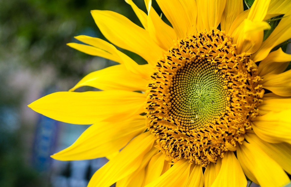 sunflower, a yellow flower, yellow