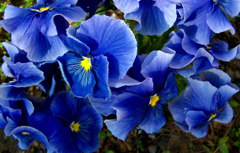 pansy, blue, spring flower