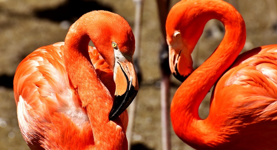 flamingos, birds, water bird