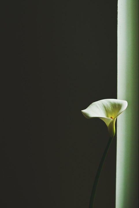 flower, plant, white
