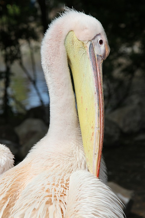 pelican, wildlife, bird