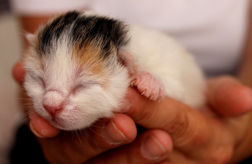 kitten, babies, eyes closed