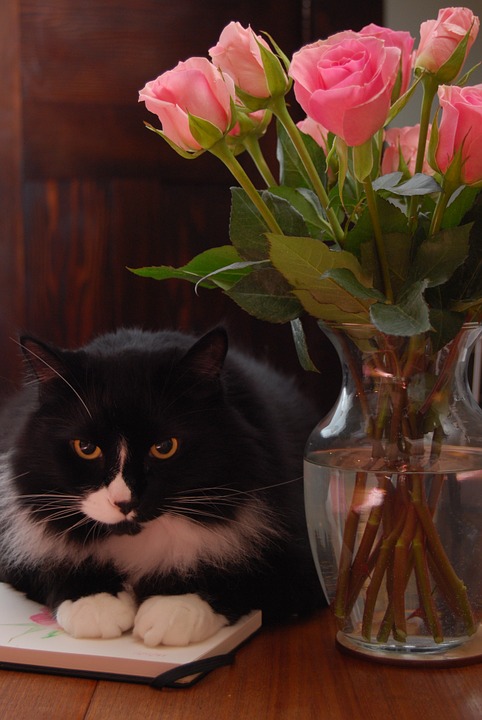 cat, flowers, roses