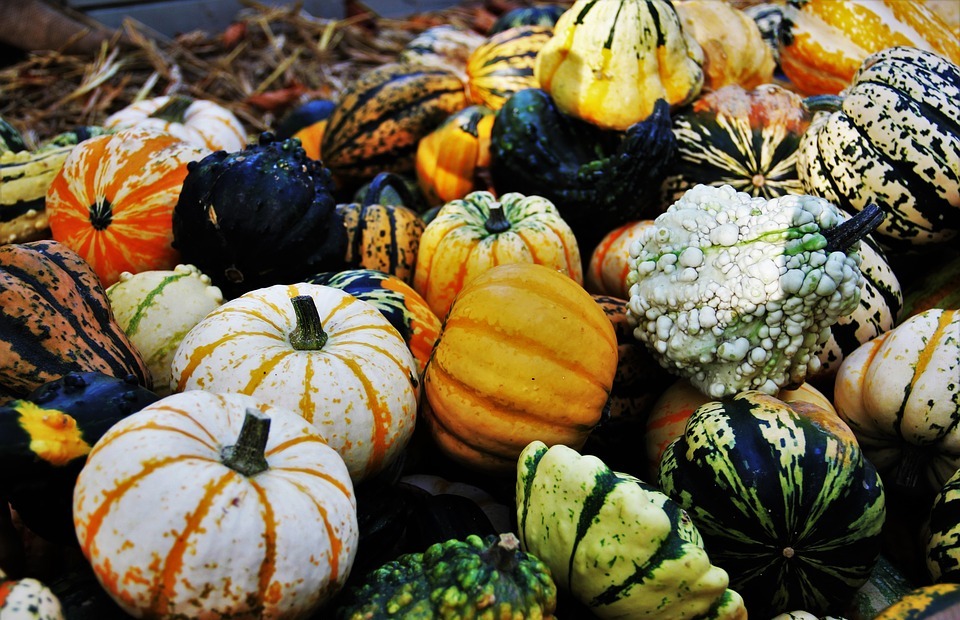 thanksgiving, decorative squashes, seasonal autumn decoration