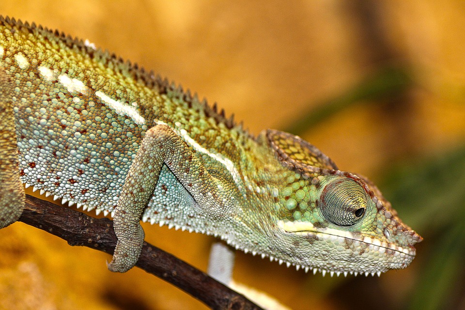 chameleon, zoo, reptile