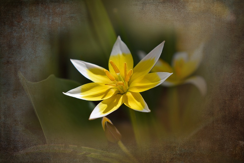 small star tulip, star tulip, flower