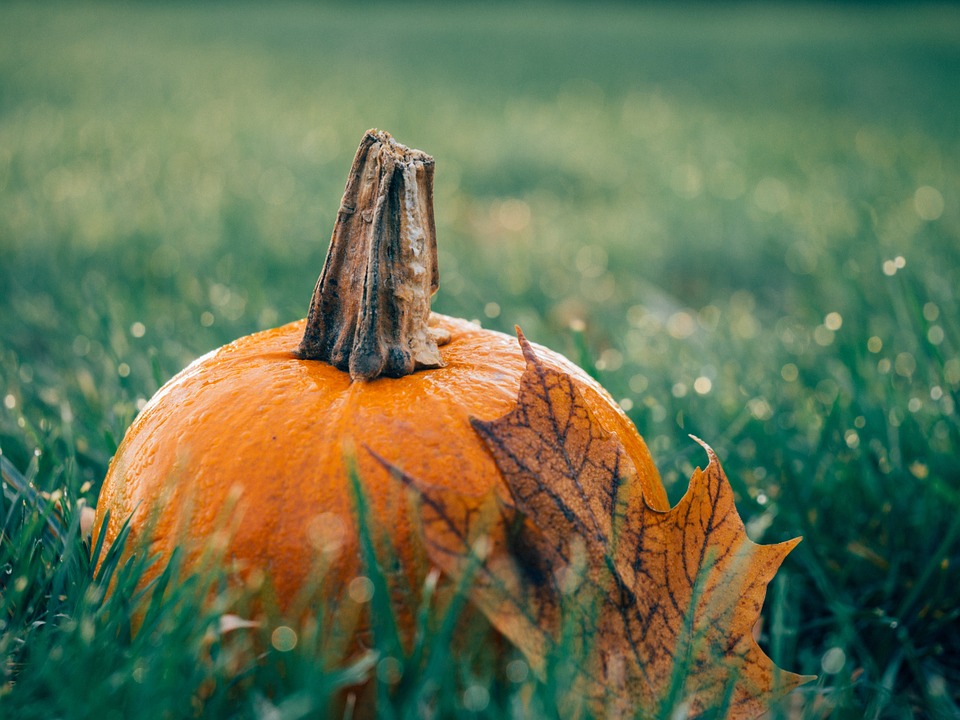 pumpkin, leaf, autumn