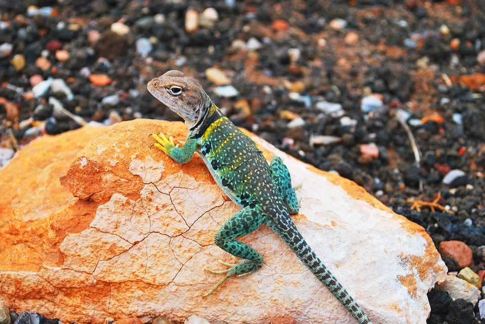 lizard, gecko, rock