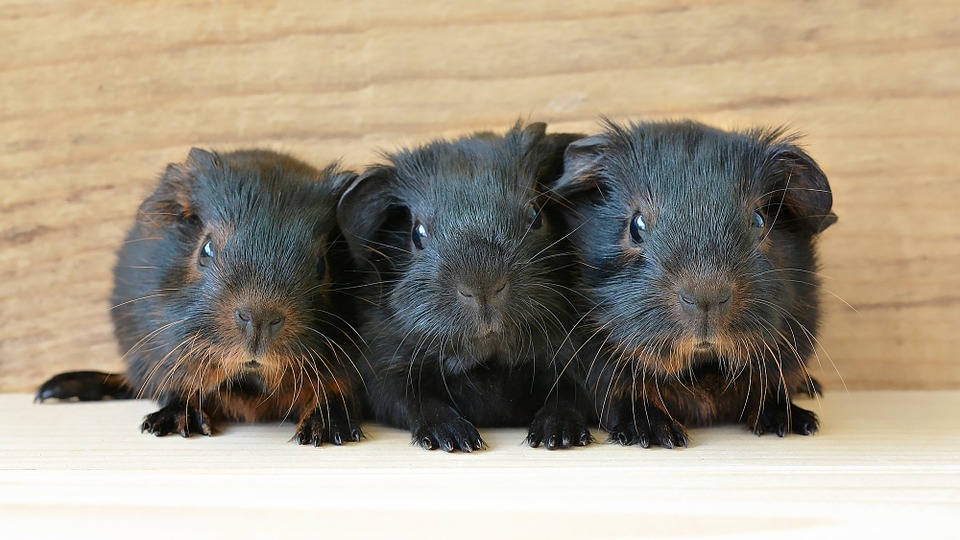 guinea pig, baby guinea pigs, young animals