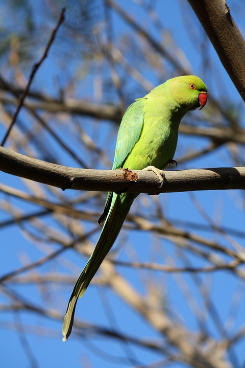 parrot, green, birds