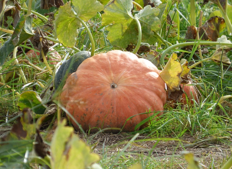 pumpkin, fall, thanksgiving