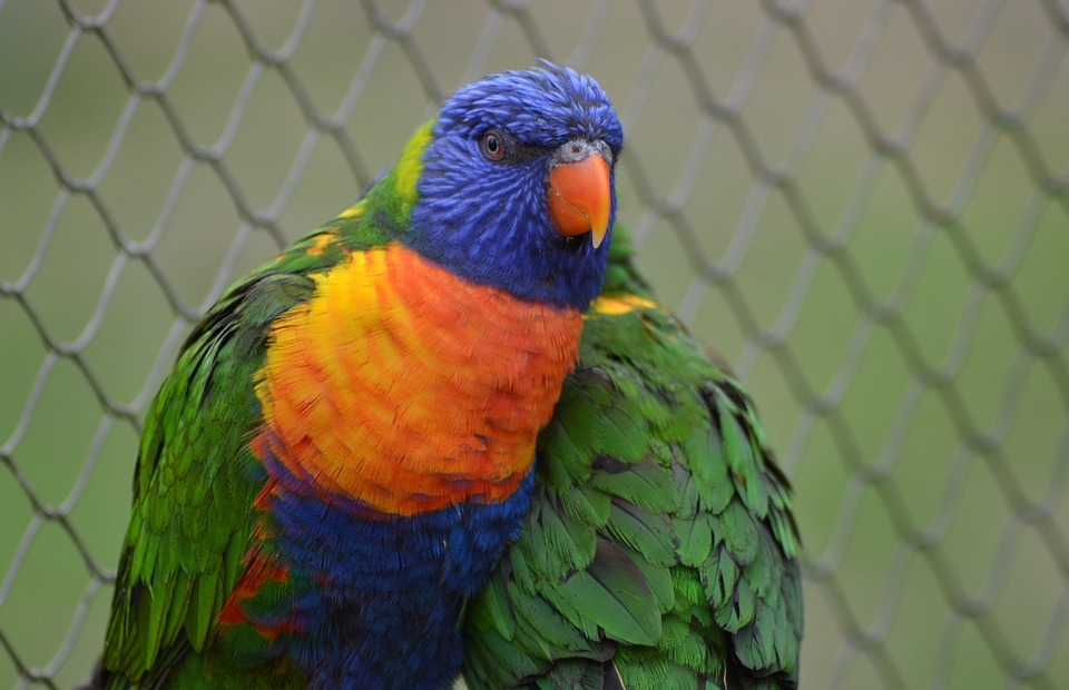 parrot, bird, colorful