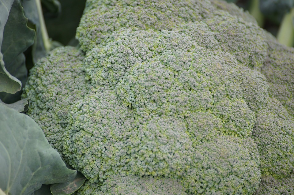 broccoli, fruits and vegetables, agriculture