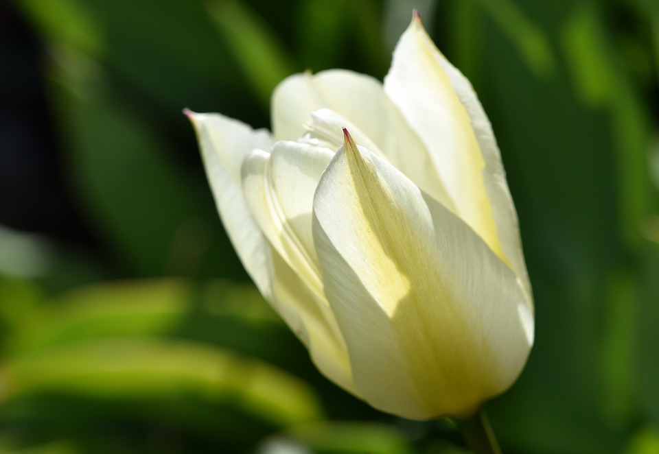 tulip, flower, blossom