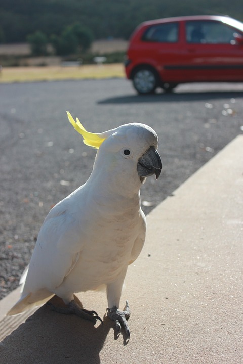 cockatoo, parrot, bird