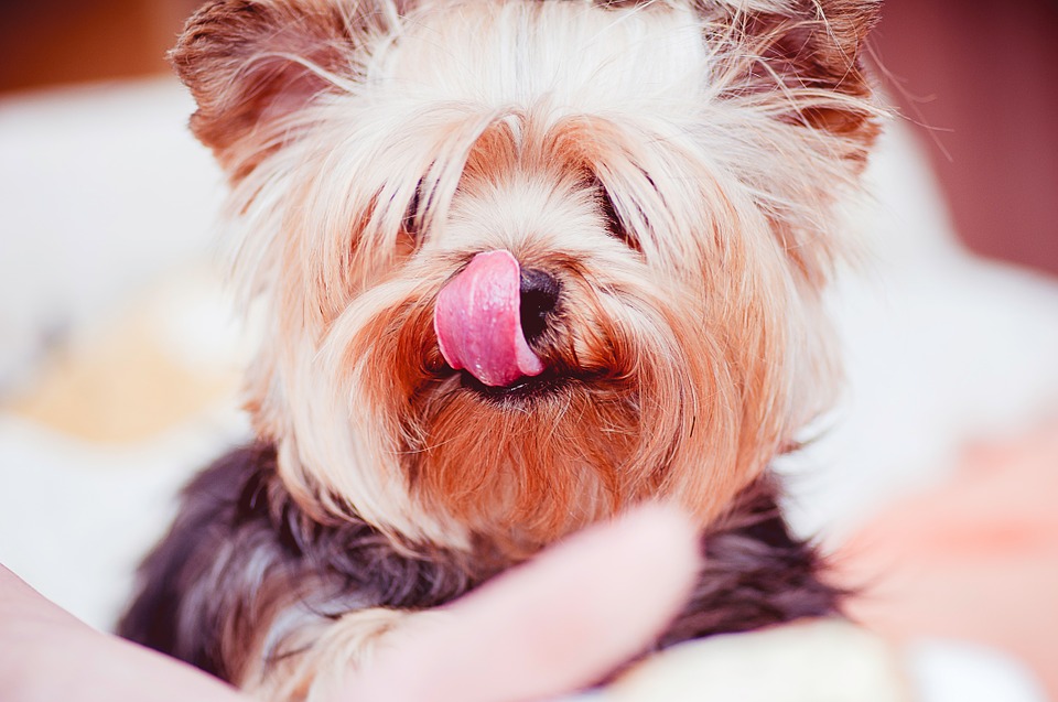 dog, tongue, pet