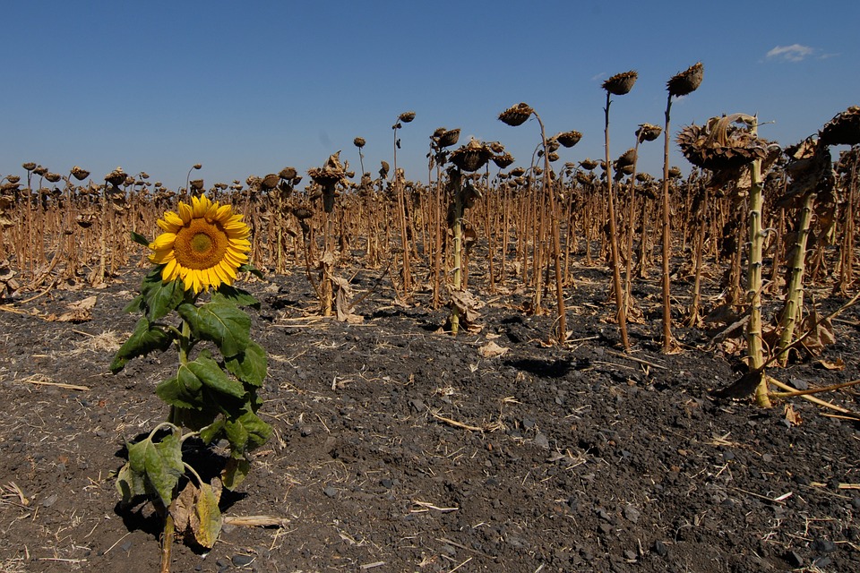 sunflower, field, faded