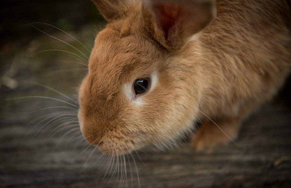 animal, bunny, close-up