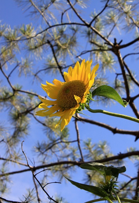sunflower, sky, autumn