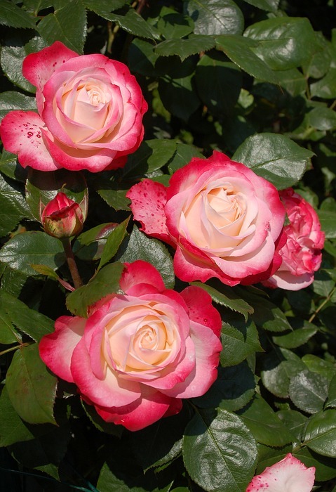 roses, rose flower, rose garden