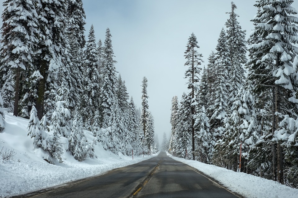 road, forest, winter