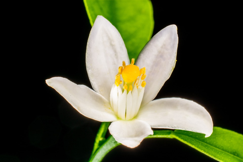 orange blossom, small flower, white