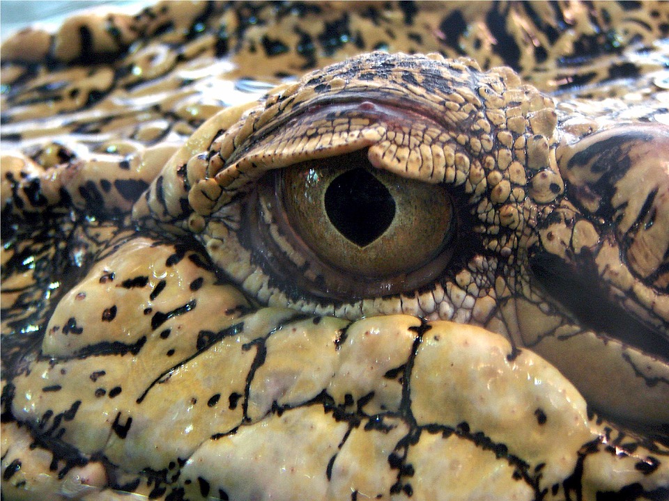 crocodile, eye, reptile