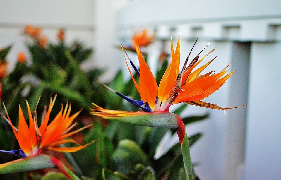 bird of paradise flower, flowers, exotic