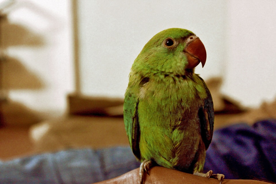 parrot, bird, animals