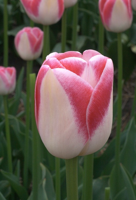 tulip, red, white