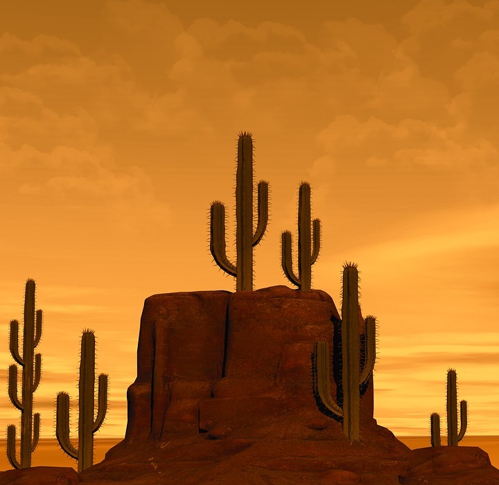 desert, rock, cactus
