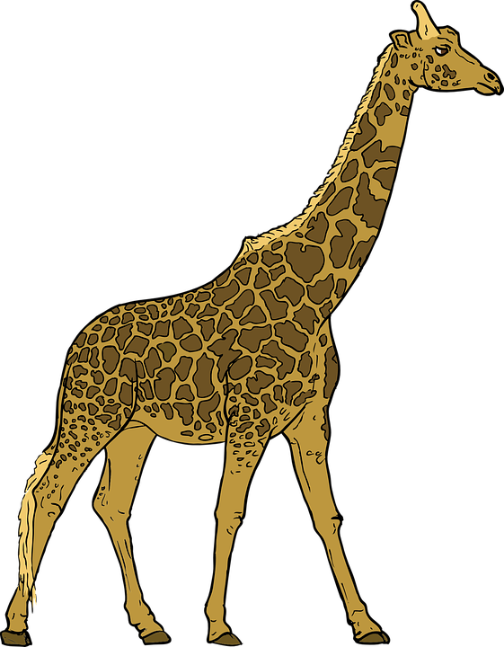 giraffe, animal, mammal