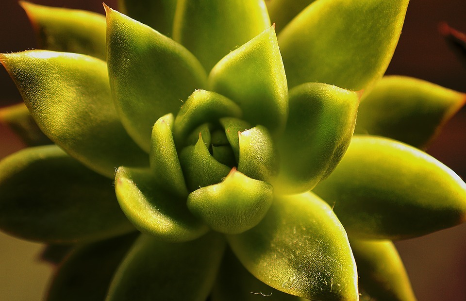sempervivium, succulent, nature