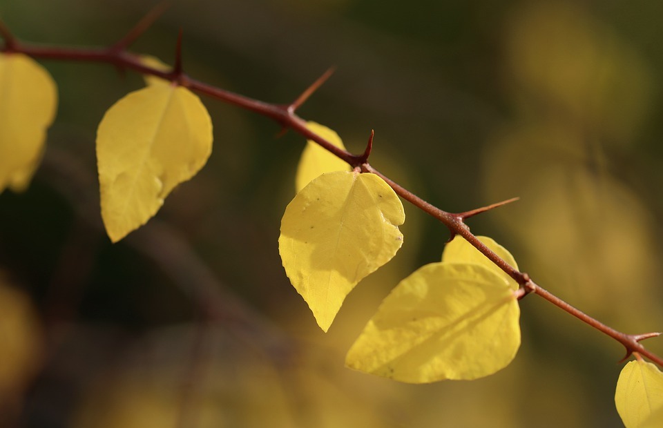 christdorn, christian thorn leaves, fall foliage