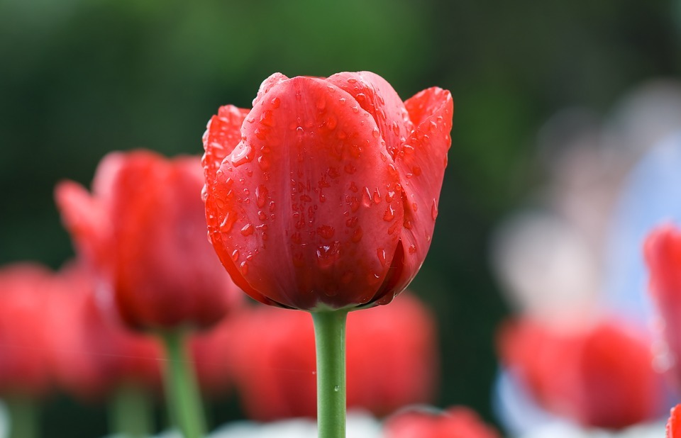 tulip, red, flower