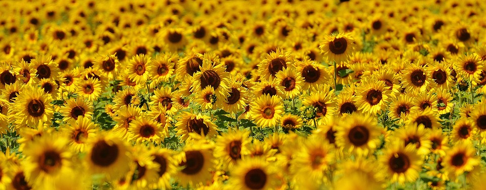 sunflower, summer, garden