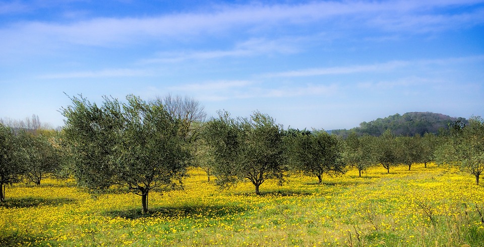 country, spring, olive trees